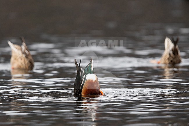 An adult Northern Shoveler (Spatula clypeata) is dabbling in shallow waters, two females in the background stock-image by Agami/Mathias Putze,