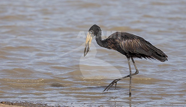 Adult African Openbill, Anastomus lamelligerus lamelligerus, in Africa. stock-image by Agami/Ian Davies,