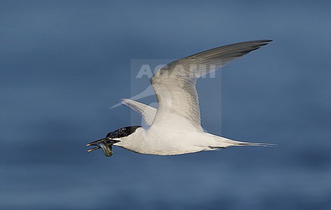 Sandwich Tern, Sterna sandvicensis, adult flying with Sand Eel, at Brøndby Strand, Denmark stock-image by Agami/Helge Sorensen,