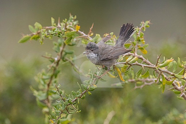 Female Cyprus Warbler ( Curruca melanothorax) perched on a branch in El Greco, Cyprus. stock-image by Agami/Vincent Legrand,
