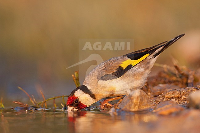 European Goldfinch, Putter,  Carduelis carduelis ssp. balcanica, Croatia, adult male stock-image by Agami/Ralph Martin,