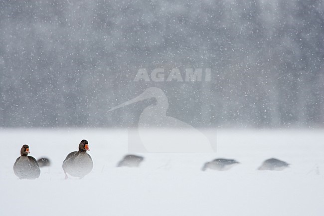 Grauwe Ganzen in een sneeuwbui; Greylag Geese in snow blizzard stock-image by Agami/Menno van Duijn,