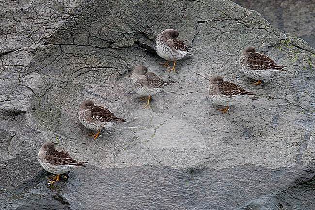 Paarse Strandloper, Purple Sandpiper stock-image by Agami/Arnold Meijer,