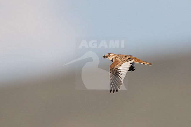 Mongolian Lark (Melanocorypha mongolica), Russia, adult stock-image by Agami/Ralph Martin,