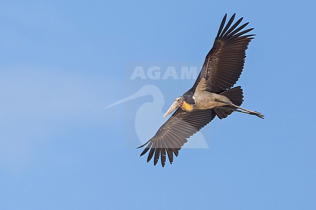 Lesser Adjutant (Leptoptilos javanicus) in flight in Borneo stock-image by Agami/Dubi Shapiro,