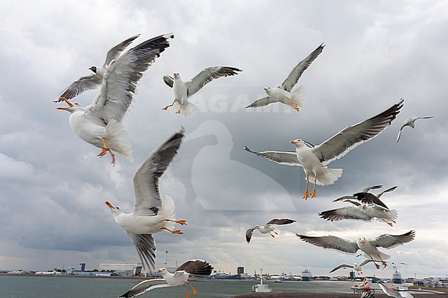 Lesser Black-backed Gull (Larus fuscus) on the Wadden island Texel, Netherlands. Flock of gulls hanging in mid air behind the ferry. stock-image by Agami/Marc Guyt,