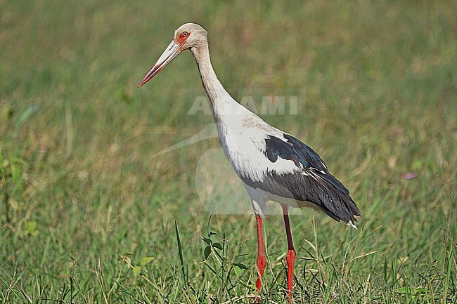 Maguari Stork (Ciconia maguari) at the Pantanal, Brazil stock-image by Agami/Eduard Sangster,