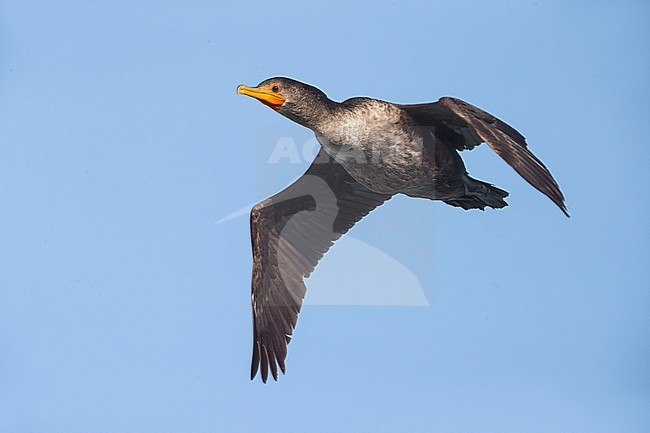 Geoorde Aalscholver; Double-crested Cormorant; Phalacrocorax auritus stock-image by Agami/Daniele Occhiato,