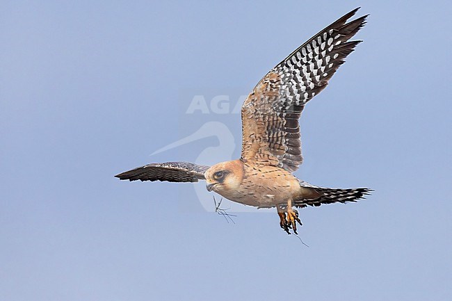 Red-footed Falcon (Falco vespertinus), side view of an adult female in flight, Campania, Italy stock-image by Agami/Saverio Gatto,