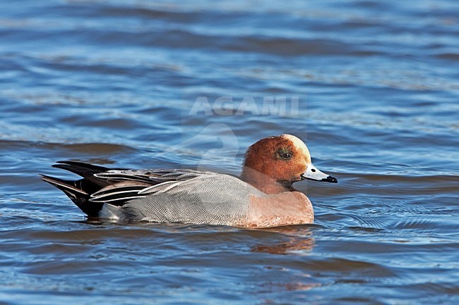 Zwemmende Smient woerd; Swimming drake Eurasian Wigeon stock-image by Agami/Rob Olivier,