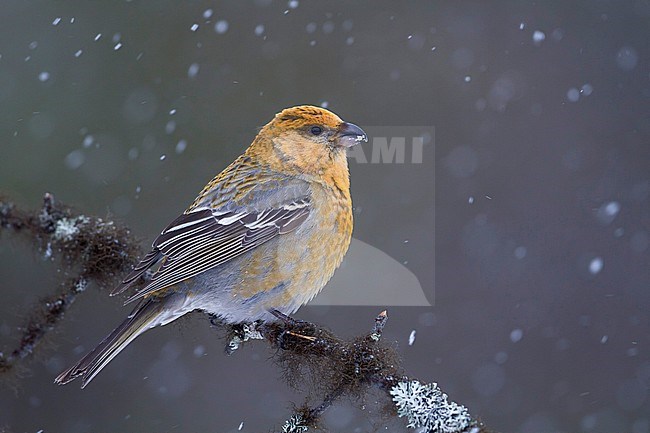 Pine Grosbeak - Hakengimpel - Pinicola enucleator, Finland stock-image by Agami/Ralph Martin,