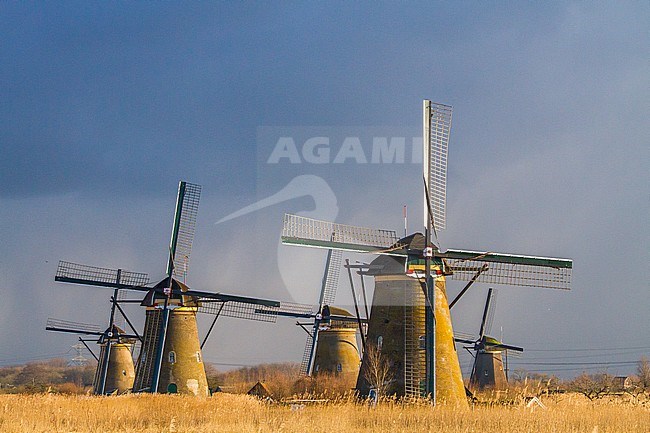 Panoramic view of the Netherlands. Iconic 18th-century windmills at Kinderdijk with reed bed in front. stock-image by Agami/Menno van Duijn,