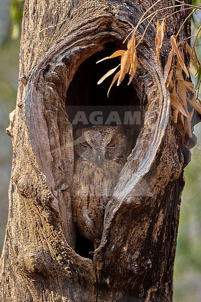 Madagascar Scops-Owl (Otus rutilus), recent lump of two endemic Scops-Owl spp., in a tree cavity in Kirindy, Madagascar stock-image by Agami/Tomas Grim,
