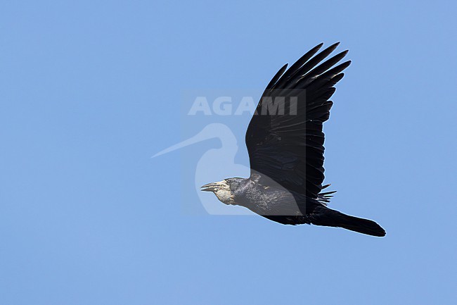 Adult western rook (Corvus frugilegus) in flight with its goiter filled with mulberries stock-image by Agami/Mathias Putze,