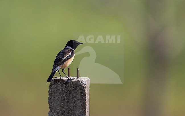 Male Stejneger's Stonechat (Saxicola stejnegeri) at Chiang Mai, Thailand stock-image by Agami/Helge Sorensen,