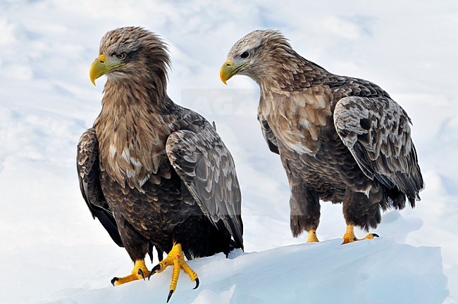 Zeearend zittend op ijs; White-tailed Eagle perched on ice stock-image by Agami/Rob Riemer,