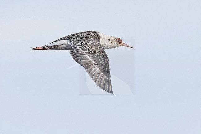 Ruff (Calidris pugnax), side view of an adult male in flight, Finnmark, Norway stock-image by Agami/Saverio Gatto,