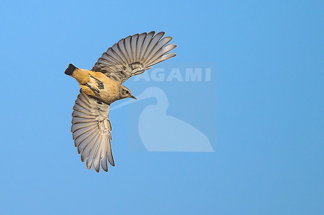 Red-tailed Wheatear, Oenanthe chrysopygia, in flight. stock-image by Agami/Sylvain Reyt,