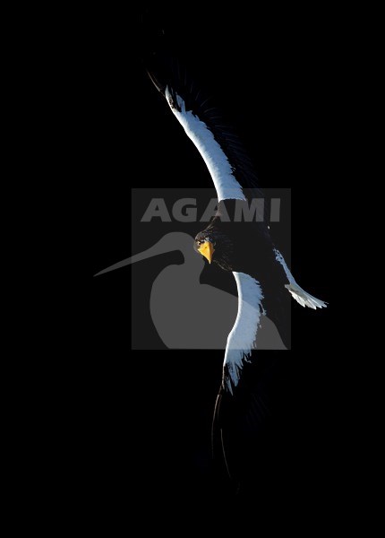 Volwassen Stellers zeearend in vlucht, Adult Stellers Sea-eagle in flight stock-image by Agami/Markus Varesvuo,
