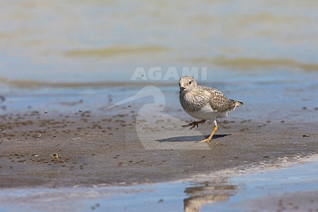 Magelhaenplevier op het strand; Magellanic Plover on the shore stock-image by Agami/Marc Guyt,