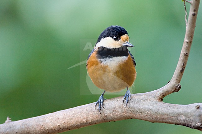 Varied Tit adult perched on a branch; Bonte Mees volwassen zittend op een tak stock-image by Agami/Marc Guyt,