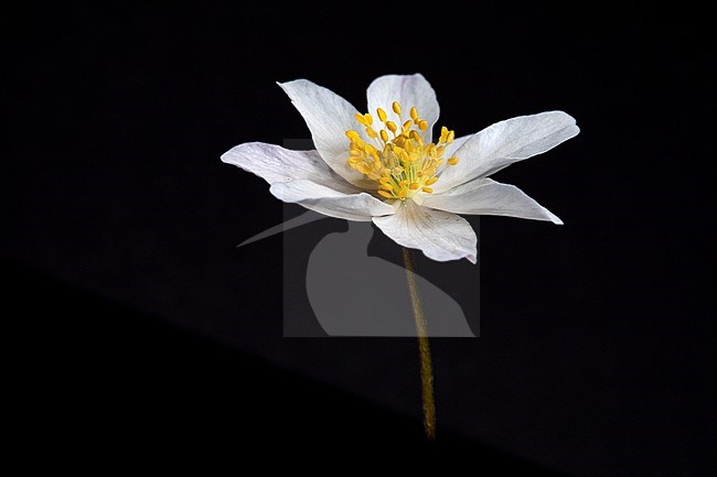 Close-up of Wood anemone flowers stock-image by Agami/Wil Leurs,