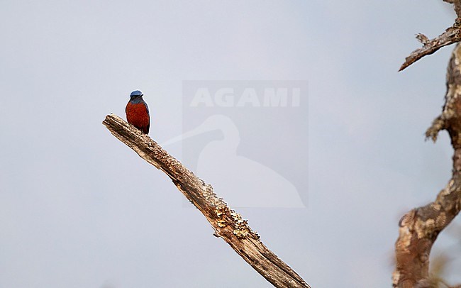 Adutl male Chestnut-bellied Rock Thrush (Monticola rufiventris) perched at Doi Lang, Thailand stock-image by Agami/Helge Sorensen,