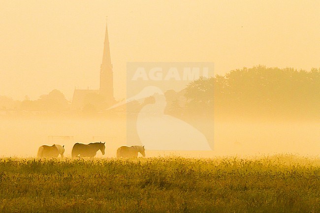 Elsgeesterpolder at sunrise with mist over the fields with cows and horses stock-image by Agami/Menno van Duijn,