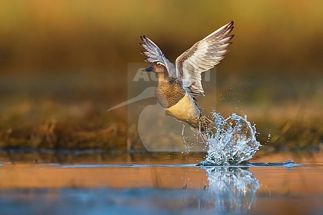 Male Garganey (Spatula querquedula) in Italy. stock-image by Agami/Daniele Occhiato,