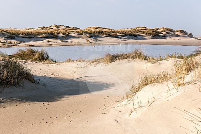 Duinen Texel, Dunes Texel stock-image by Agami/Rob Riemer,