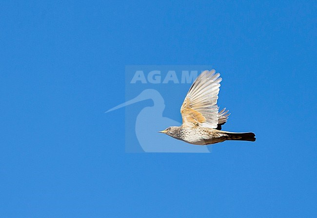 Wintering Black-throated Thrush (Turdus atrogularis) in Bhutan. In flight, seen from below. stock-image by Agami/Mathias Putze,