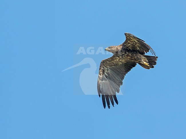 Adult Lesser Spotted Eagle, Clanga pomarina, in Romania. stock-image by Agami/Ralph Martin,