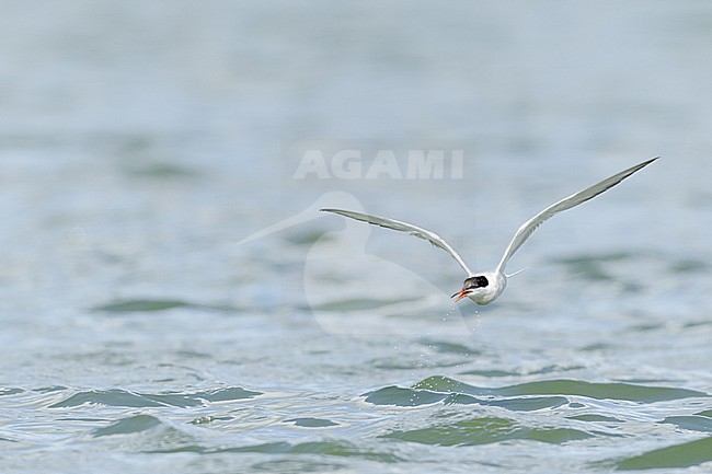  stock-image by Agami/Menno van Duijn,