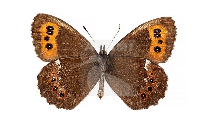 Arran Brown, Boserebia , Erebia ligea stock-image by Agami/Wil Leurs,