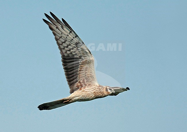 Montagu's Harrier (Circus pygargus), second calender year female in flight, seen from the side, showing underwing. stock-image by Agami/Fred Visscher,