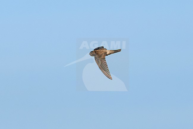 Edible-nest Swiftlet (Aerodramus fuciphagus) flying against a blue sky as a background stock-image by Agami/Tomas Grim,