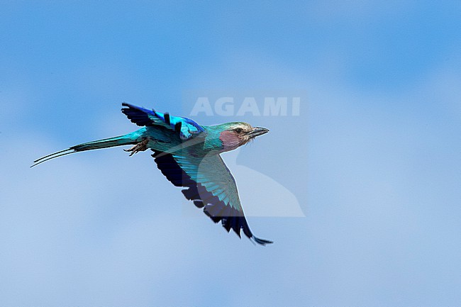 Lilac-breasted Roller (Coracias caudatus) in flight near Mogadishu airport, Somalia. stock-image by Agami/David Monticelli,