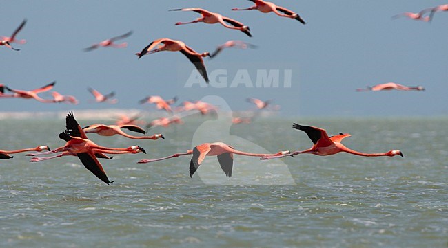 Rode Flamingo een groep in vlucht Mexico, American Flamingo a flock in flight Mexico stock-image by Agami/Wil Leurs,