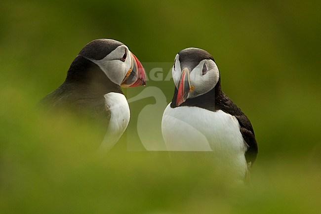 Papegaaiduiker portret, Atlantic Puffin close-up stock-image by Agami/Danny Green,