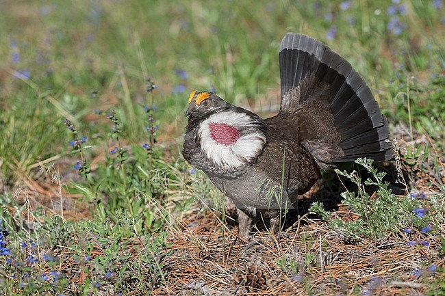 Adult male
Boulder Co., CO
June 2023 stock-image by Agami/Brian E Small,