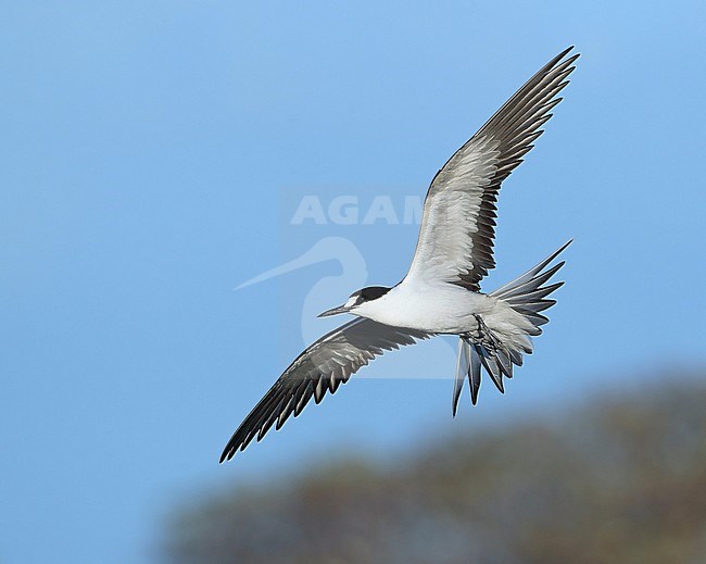 Sooty Tern (Onychoprion fuscatus) at Lady Elliot Island in Australia. stock-image by Agami/Aurélien Audevard,