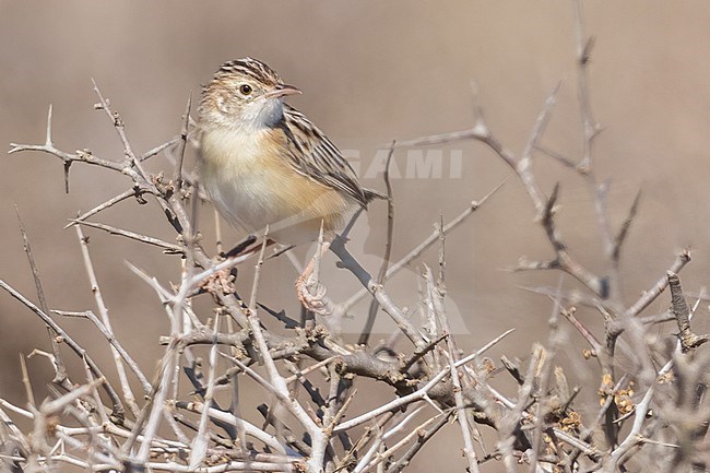 Desert Cisticola (Cisticola aridulus) perched in a branch in Tanzania. stock-image by Agami/Dubi Shapiro,