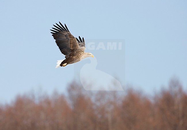 Zeearend volwassen vliegend boven bosrand; White-tailed Eagle adult flying above forest stock-image by Agami/Marc Guyt,