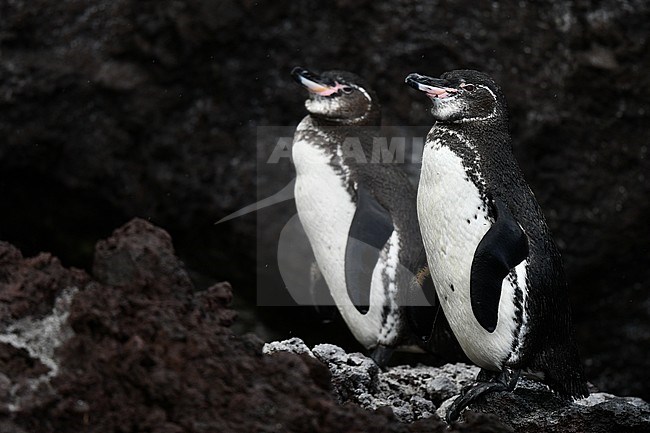 Two Galapagos Penguins (Spheniscus mendiculus) on the Galapagos islands. Standing on the shore. stock-image by Agami/Laurens Steijn,