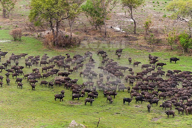 An aerial view of a herd of African buffalo, Syncerus caffer, in a landscape with trees. Okavango Delta, Botswana. stock-image by Agami/Sergio Pitamitz,