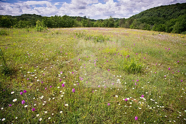 Schraal grasland Frankrijk 2014 stock-image by Agami/Rob Riemer,