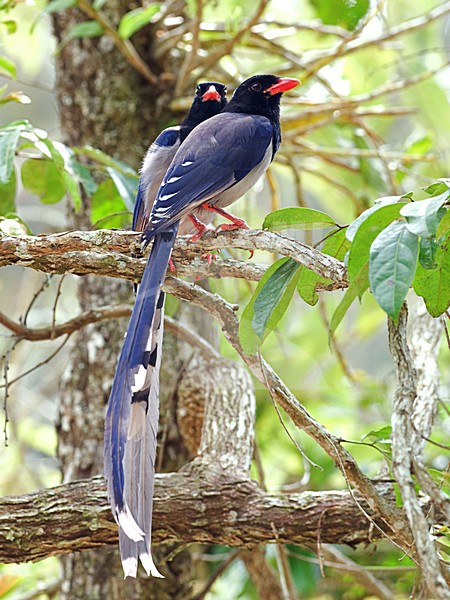 Roodsnavelkitta, Red-billed Blue Magpie stock-image by Agami/Alex Vargas,