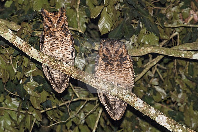 Usambara eagle-owl (Ketupa poensis vosseleri) in Tanzania. Also known as the East African nduk eagle-owl or Vosseier's eagle-owl. Subspecies of Fraser's eagle-owl (Bubo poensis). stock-image by Agami/Pete Morris,