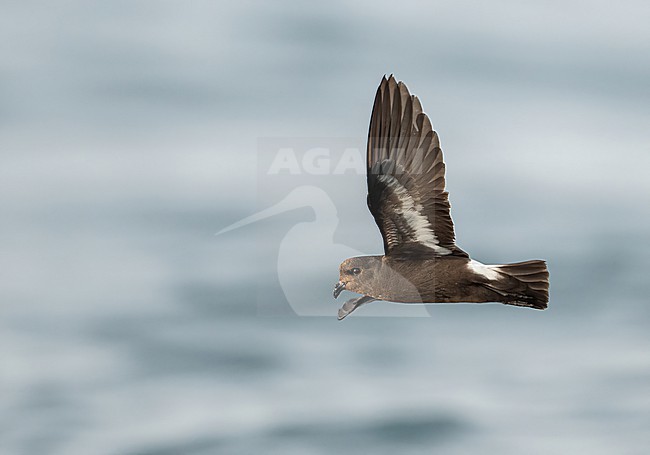  stock-image by Agami/Eduard Sangster,