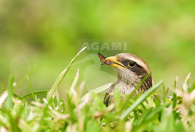 Yellow-billed Shrike (Lanius corvinus) in The Gambia. stock-image by Agami/Marc Guyt,